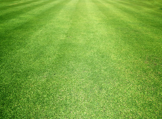 Golf Courses green lawn