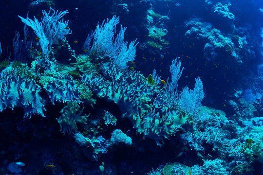 Colony of soft corals in the Red Sea, Egypt.