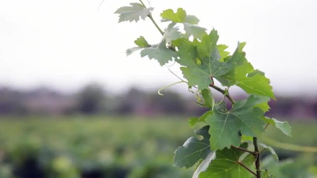 Locked-on shot of vine in Sula Vineyards, Nashik, Maharashtra, India