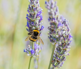 Hummel (Bombus) auf Lavendel