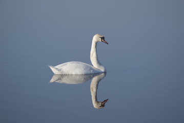 Fototapeta na wymiar Mute swan