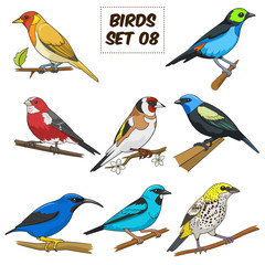 Bird set cartoon colorful vector illustration