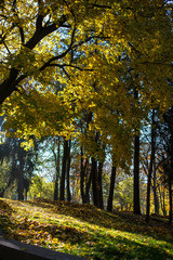 Golden autumn in the park.