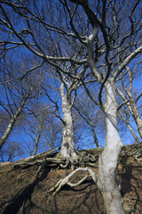 Beech tree and roots
