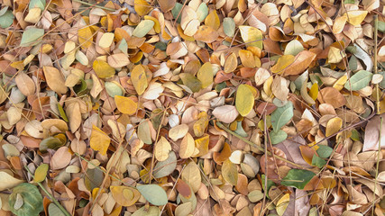 Dry leaf on the floor.