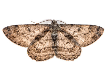 Obraz premium Moth with outspread wings isolated on white