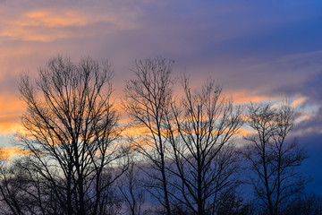 Fototapeta premium Tramonto azzurro cielo con alberi neri