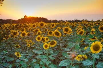 Obraz premium Field of flowers of sunflowers