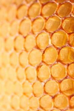 honeycomb closeup yellow abstract vertical background