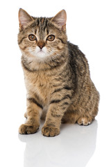 Getigertes Kätzchen