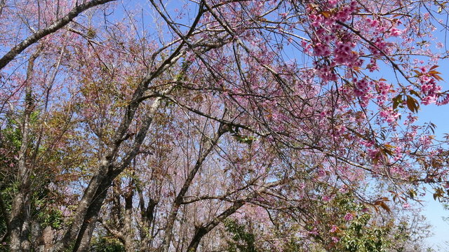 flower of wild himalayan cherry tree