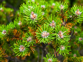 Pine branch detailed view