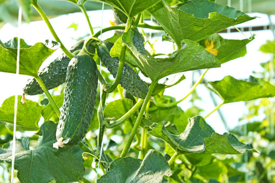 Cucumbers ripen in film greenhouse