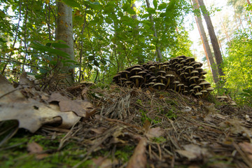 Pilze in einem Wald im Harz, Westerhausen in Sachsen-Anhalt