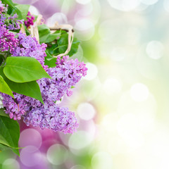 Lilac flowers in garden