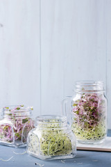 Fresh  Sprouts in mason jar