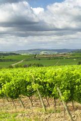 Fototapeta na wymiar Vineyard near Carcassonne (France)