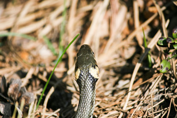 grass snake