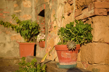 Fototapeta na wymiar Pots with flowers on the italian street, natural travel traditional background