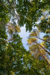 Obraz premium Blick nach oben in einem Wald im Harz, Sachsen-Anhalt in Deutschland