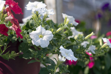 White flower in the pot