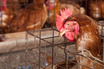 Chickens in the local farm