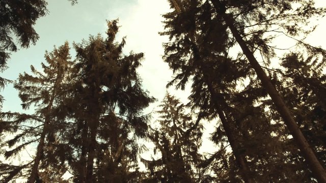 Large fir trees are shaking in the wind in an Austrian forest near Kirchschlag bei Linz in Austria vintage toned footage