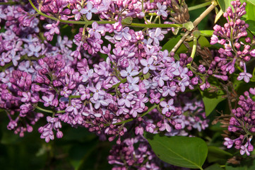 Spring flowers lilac