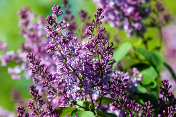 Spring flowers lilac