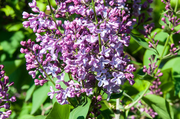 Spring flowers lilac