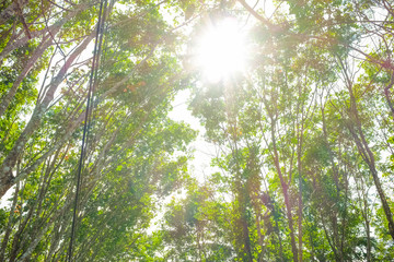 Obraz premium Tło uprawianych drzew kauczukowych