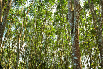 Background of rubber trees cultivated