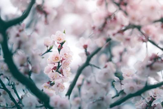 Cherry blossom in spring with soft focus, background