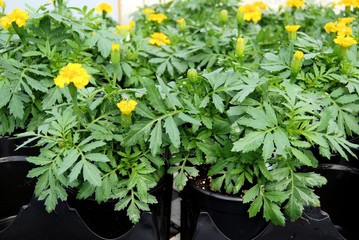 Fototapeta na wymiar Marigold plants in a greenhouse