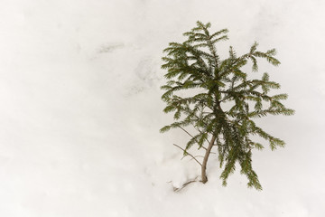 abandoned white spruce tree in the snow