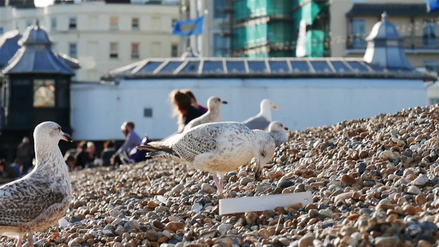 Seagulls on Brighton beach with tourists and the promenade visible in the background blur.