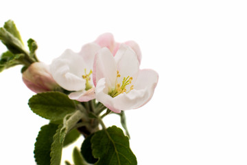 Obraz na płótnie Canvas apple-tree flowers