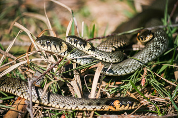 grass snake