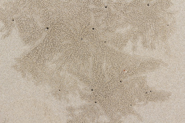 Hole of small crab and sand beach
