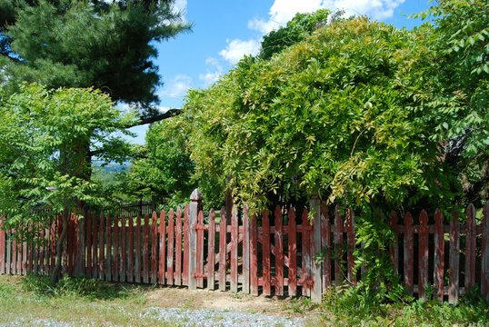 Red fence with wisteria grown over