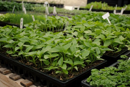 Trays of plants in a greenhouse