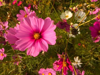selective focus of pink cosmos
