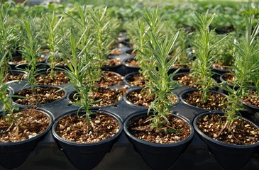 Rosemary plants in a greenhouse