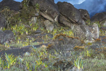 Bizarre ancient rocks of the plateau Roraima tepui - Venezuela,