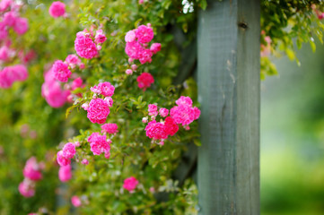Obraz na płótnie Canvas Beautiful pink roses bush