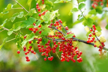 Fresh ripe red currants on the branch