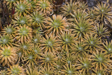 Obraz premium Aloe vera plants, tropical green plants tolerate hot weather.