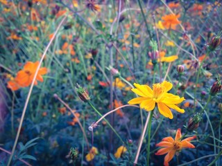 selective focus of yellow cosmos