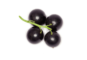 Black currant on the white background