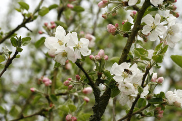 Apfelblüte
